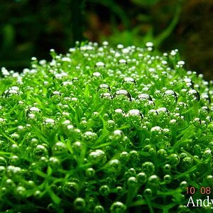 Riccia Fluitans