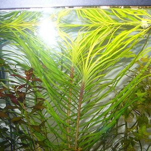 Ludwigia-eichhornia