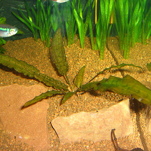 Cryptocoryne