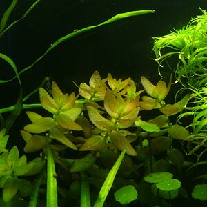 Bacopa