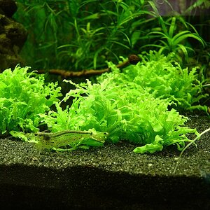 160 Liter Salmleraquarium