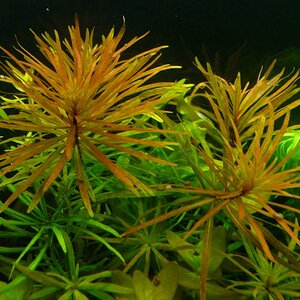 Ludwigia