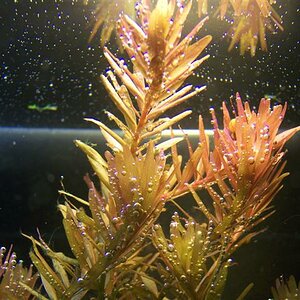 Rotala