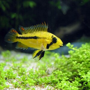 Apistogramma-cacatuoides-w