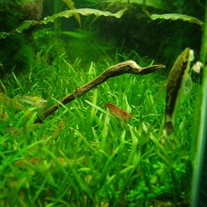 Otocinclus