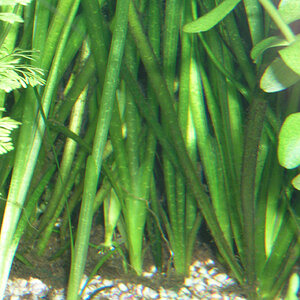 Vallisneria Spiralis