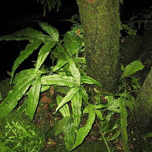 M. pteropus Farnhaus Bot. Garten Göttingen