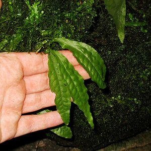 M. pteropus Jungpfl. Farnhaus Bot. Garten Göttingen