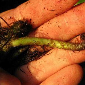 Microsorum pteropus, austreibendes Blatt, Alter Bot. Garten Göttingen