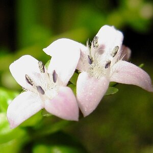 Hedyotis salzmannii, Blüte