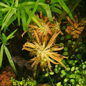 Ludwigia Inclinata