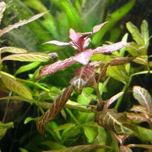 Hygrophila Polyserma - 002