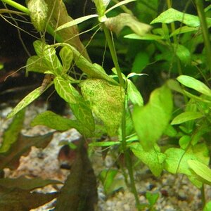 Hygrophila Polyserma - 003