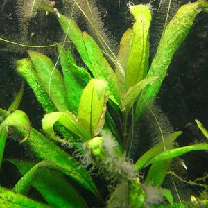 Hygrophila Corymbosa - 001