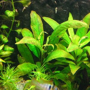 Hygrophila Corymbosa - 002