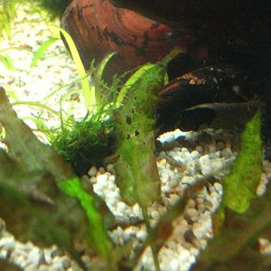 Cryptocoryne Wendtii - 002