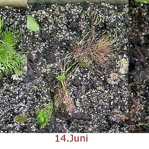 Limnophila emers