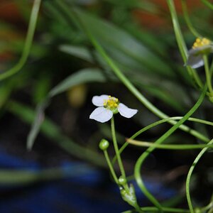 Helanthium bolivianum?