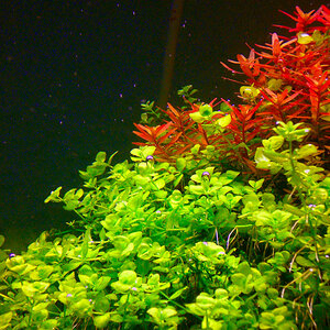 Rotala(bearbeitet)