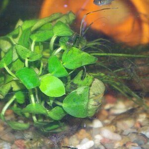 anubias4stdspaeter