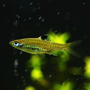 Rasbora dorsiocellata macrophthalma