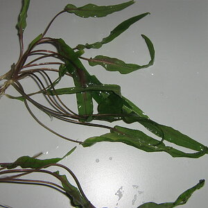 Cryptocoryne 1