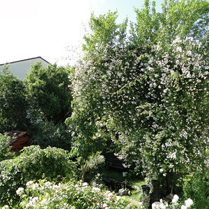 Rambler Paul's Himalayan Musk