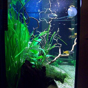 Livinroomtank 20-06-2010 2