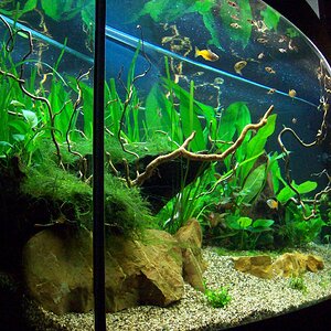 Livinroomtank 20-06-2010 3