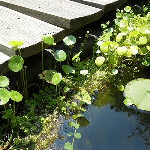 Hydrocotyle verticillata3