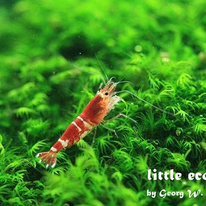 littleecospace024