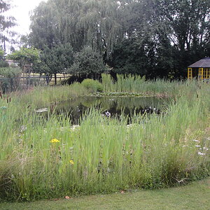 Ein Teil des heimischen Gartens, Natur pur