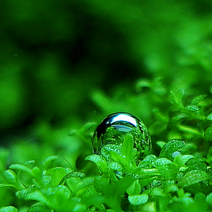 Hemianthus callitrichoides "cuba"