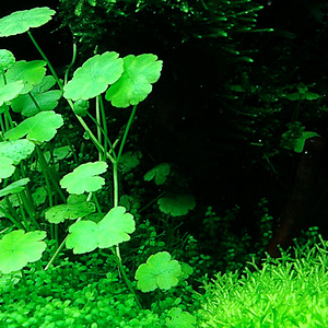 Hyphessobrycon amandae vor hydrocotyle sibthorpioides