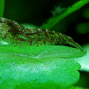 Neocaridina heteropoda var. red auf hydrocotyle sibthorpioides