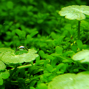 hydrocotyle sibthorpioides