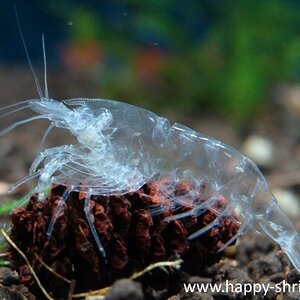 Ghost Shrimp