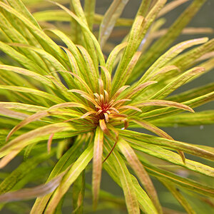 Ludwigia Inclanata var. Cuba