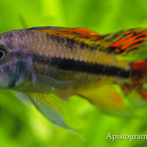 Apistogramma cacatuoides