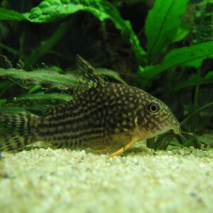 Corydoras Sterbai