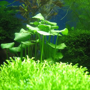 Hydrocotyle verticillata