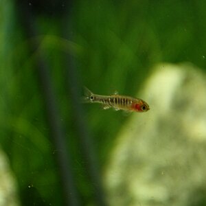 Danio erythromicron