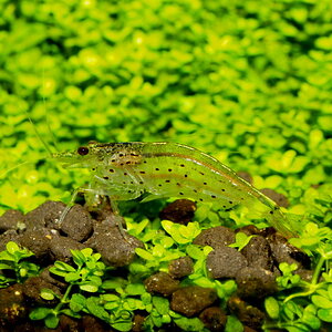 Caridina multidentata