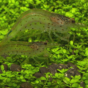 Caridina multidentata 2