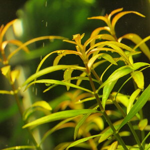 Ludwigia arcuata