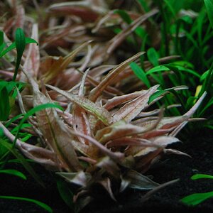 Cryptocoryne spec. 'Flamingo'