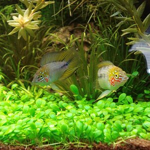 Apistogramma borelli Opal1