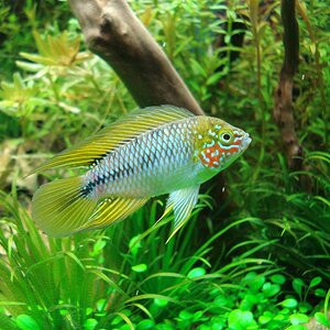 Apistogramma borelli opal2