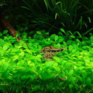 Corydoras habrosus