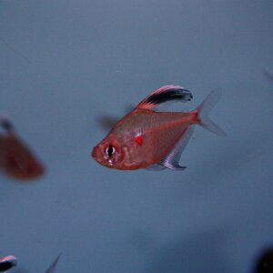 Hyphessobrycon erythrostigma 02